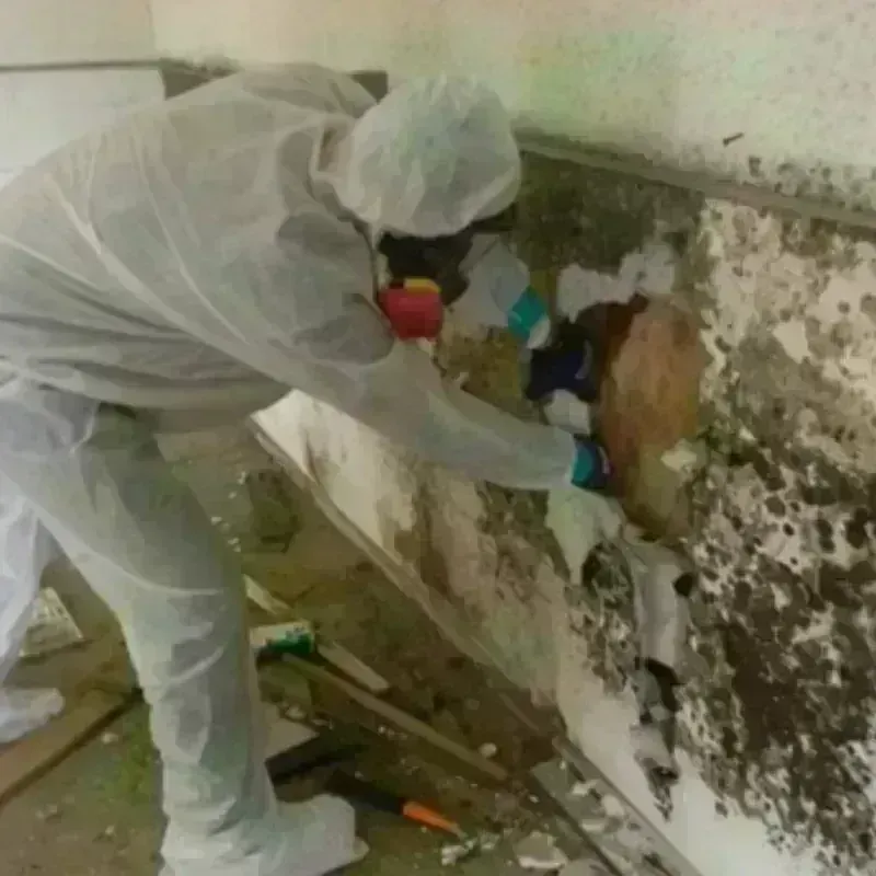 Mold Remediation and Removal in Olivarez, TX